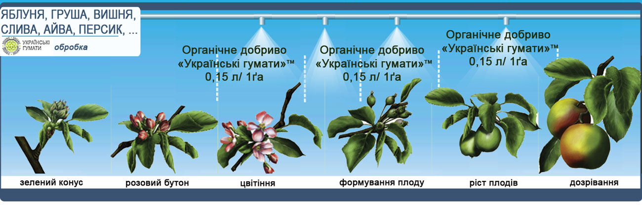 apple gumaty