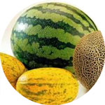 obrobka kavun dunya