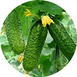 obrobka ogirku
