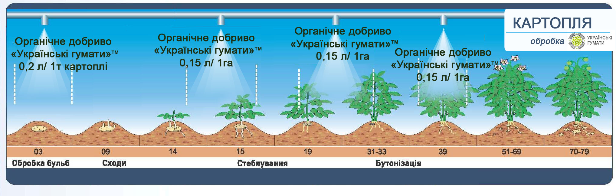 Технологія застосування органічного добрива гумату калію ТМ Українські гумати для вирощування картоплі