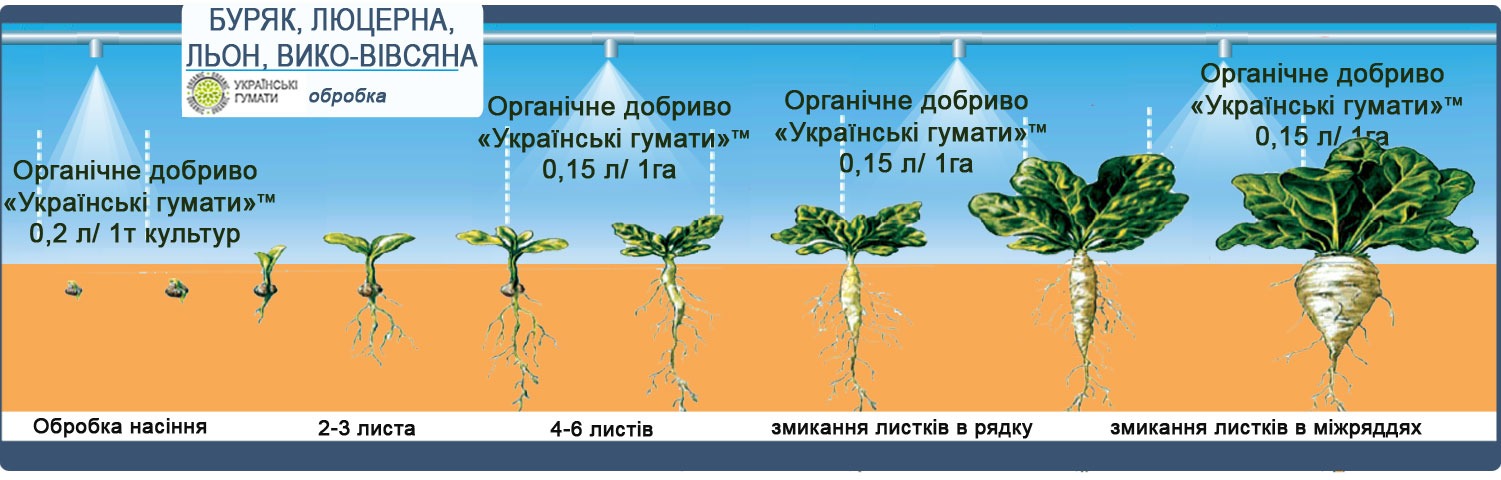 Технологічна схема обробки зернобобових культур гуматом калію ТМ Українські гумати