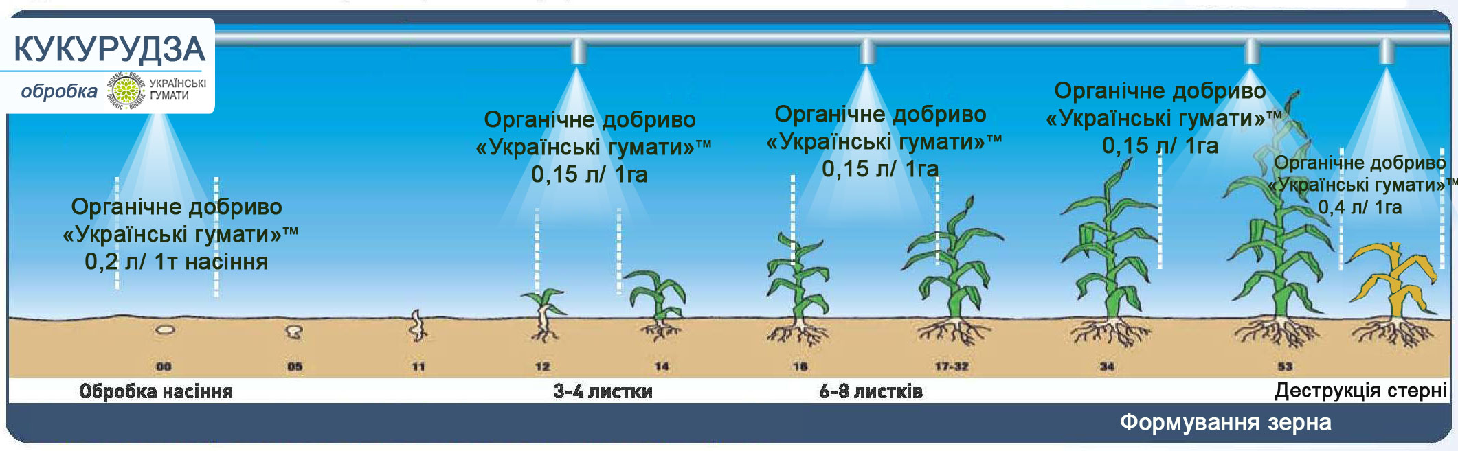 Технологічна схема обробки кукурудзи органічним гуматом калію ТМ Українські гумати