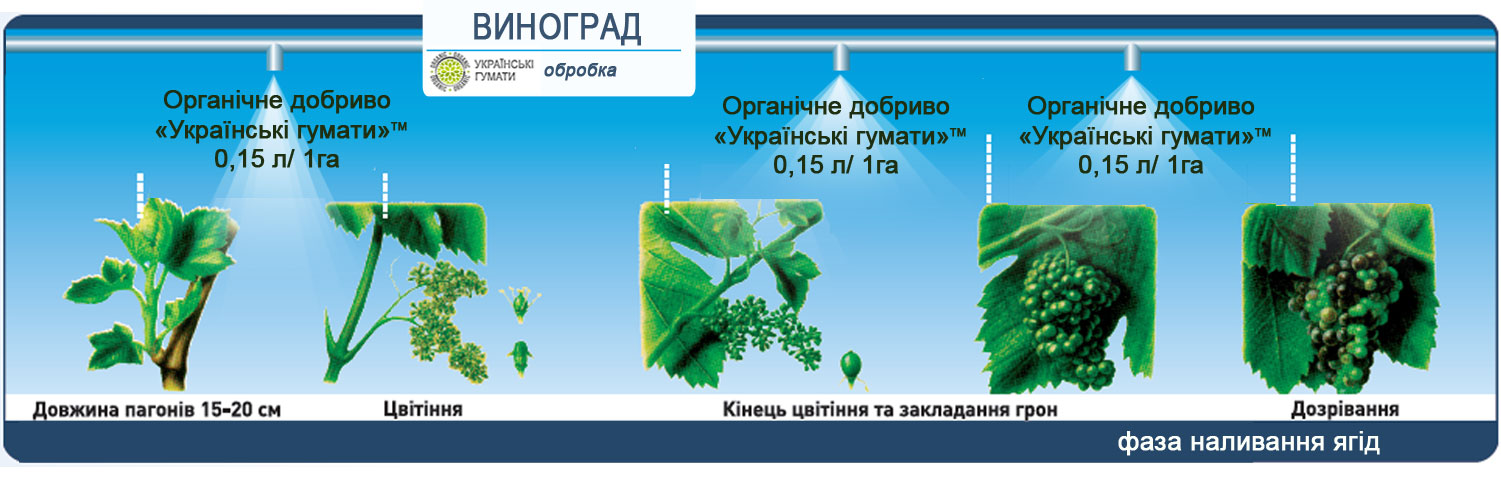 Обробка винограду гуматом калію ТМ Українські гумати